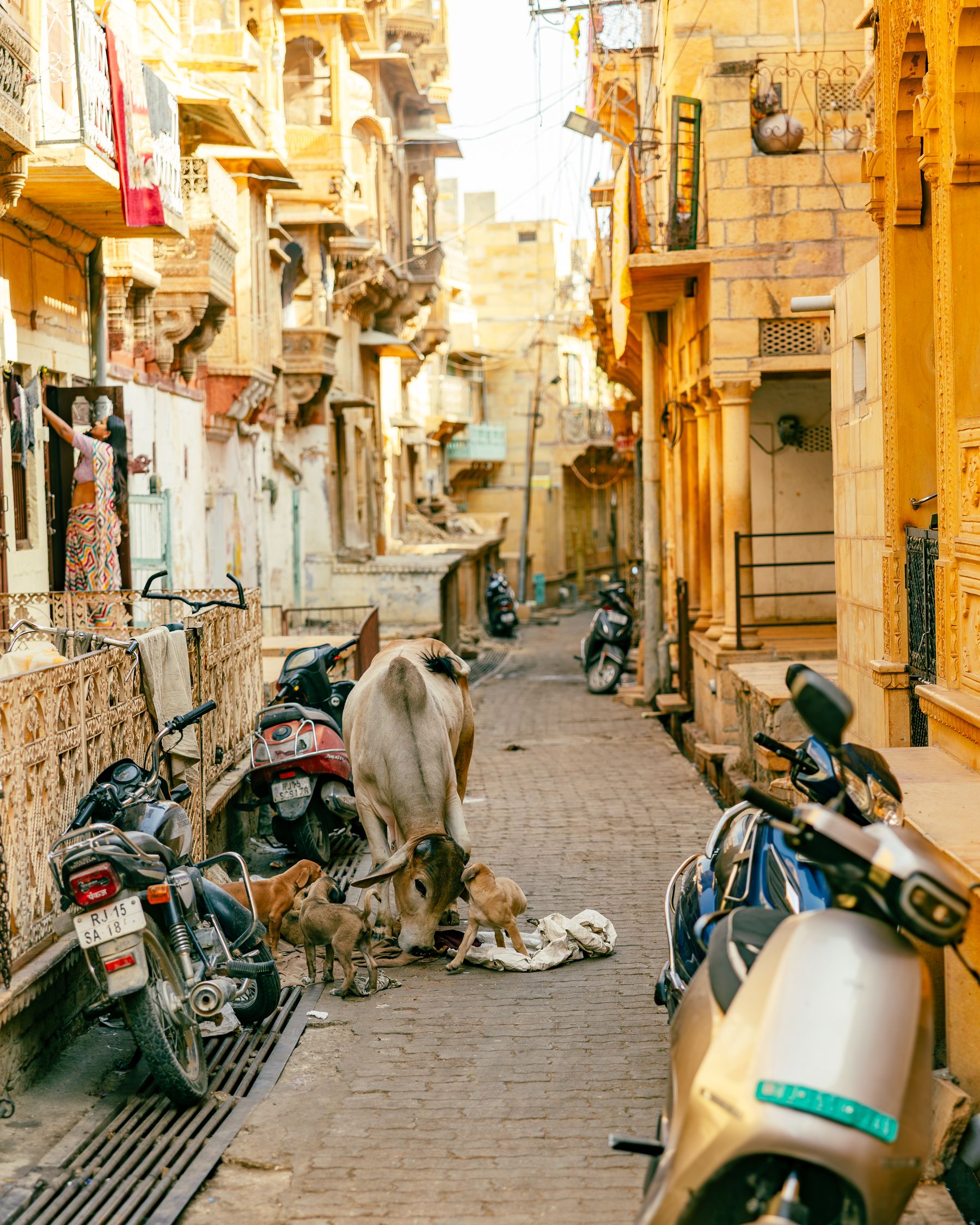 Narrow Jaisalmer Lane With Cow And Puppies